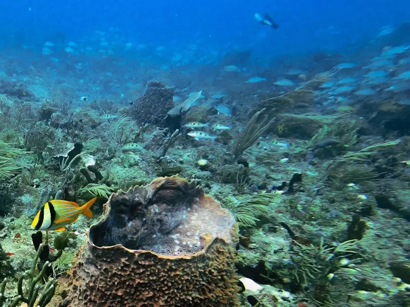 Identifican refugios climáticos marinos para contrarrestar el cambio climático