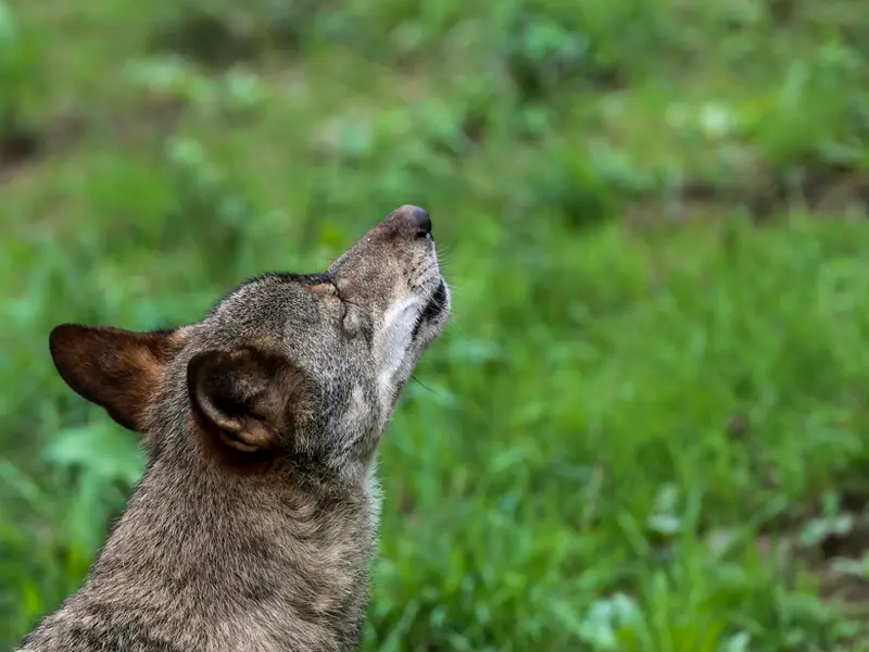 Expertos abogan por la coexistencia entre lobos y ganado en lugar de su exterminio