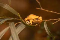 La biodiversidad: clave para proteger a las ranas del hongo quítrido