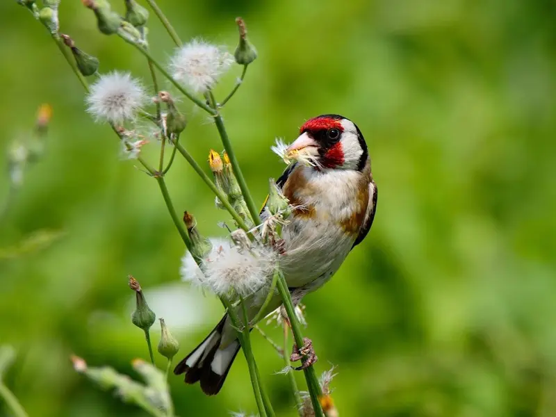 El jilguero europeo sufre una drástica disminución de su población en España