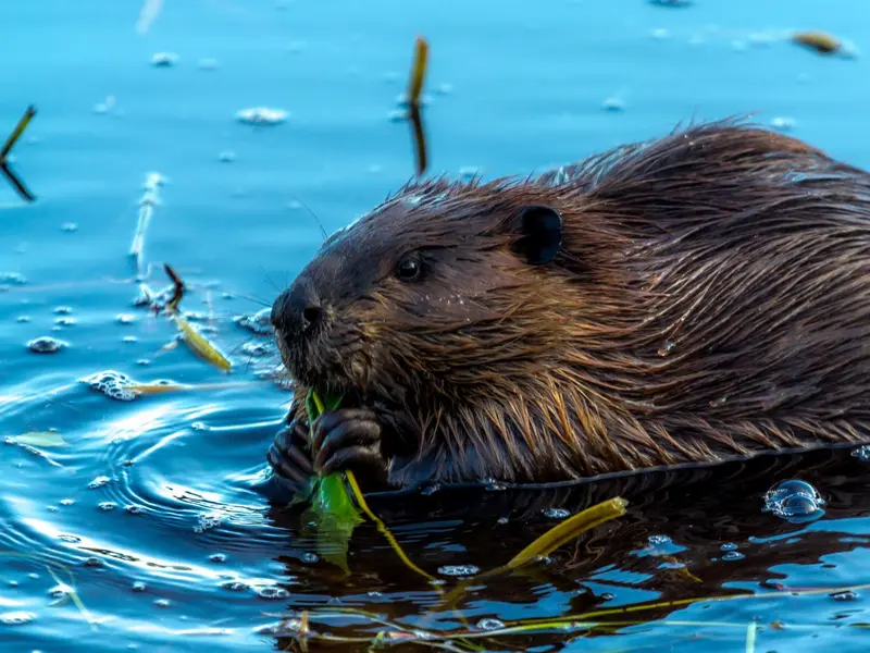 Aparecen castores europeos en el río Tajo, sorprendiendo a los biólogos