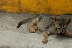 Extremadura enfrenta crisis por abandono masivo de cachorros y falta de recursos