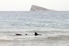 Cataluña, Alicante y Almería, esenciales para la conservación de tiburones del Mediterráneo