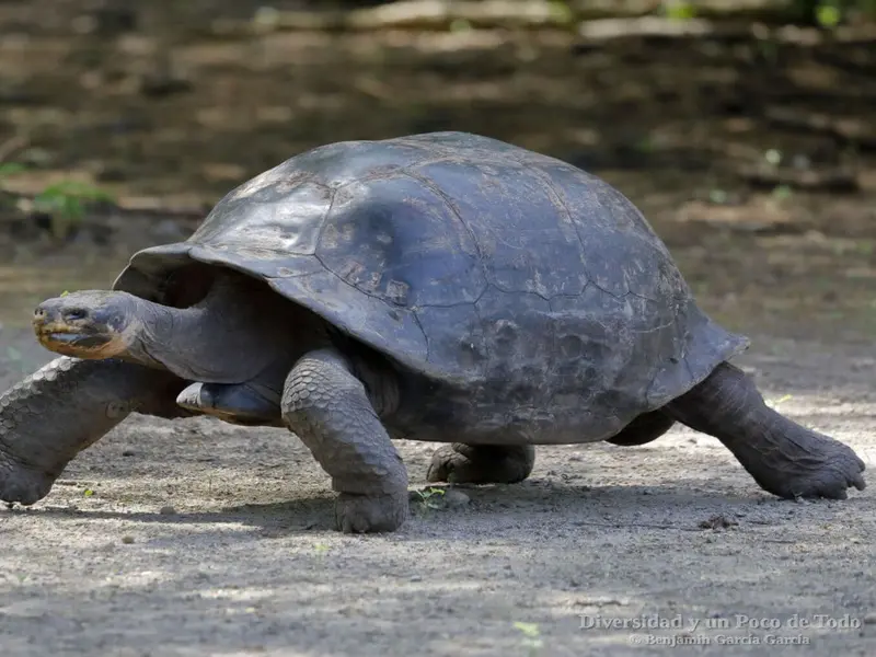 Rescatan 143 huevos de tortuga verde en Galápagos para asegurar su supervivencia