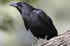 La inteligencia de los cuervos desafía mitos sobre las aves según expertos