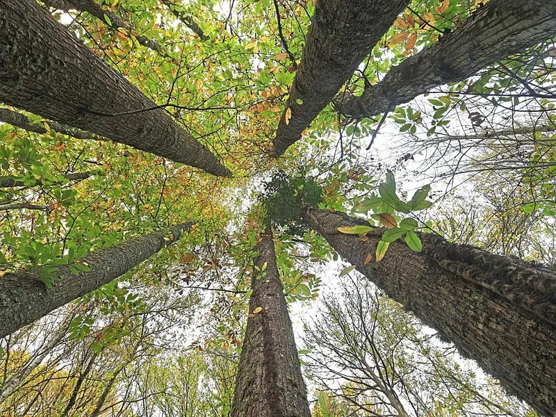 La industria de la madera, clave en la transición ecológica y la economía circular
