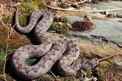 Cómo identificar serpientes venenosas y actuar ante mordeduras este verano