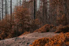 La memoria de los ecosistemas cambiará la gestión de incendios forestales en Europa