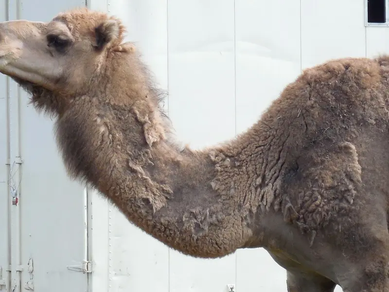 Denuncian maltrato a un dromedario en circo de Valencia durante espectáculo navideño