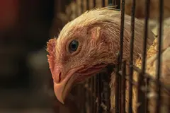 Controversia por macrogranja de gallinas en Cuenca: impactos en salud y medio ambiente