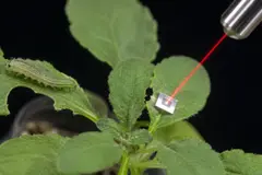 Estudio revela que las plantas reaccionan a vibraciones de orugas al masticar