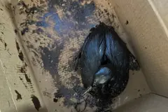 Más de 200 aves contaminadas por petróleo rescatadas en la costa rusa del Mar Negro