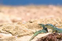 Culebra de herradura amenaza lagartija pitiusa en Ibiza: emergencia ecológica