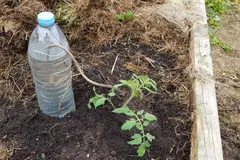 Consejos para mantener la humedad en cultivos durante las olas de calor