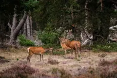ODISEC: Innovador sistema digital para el monitoreo de fauna silvestre en España