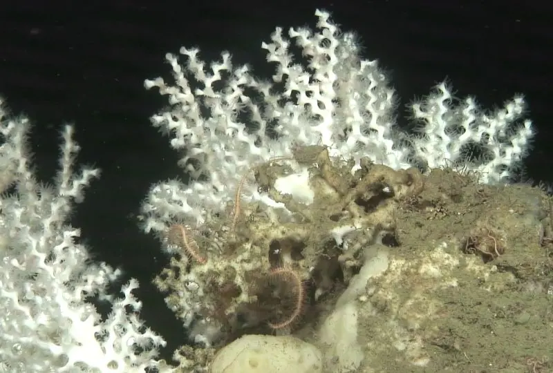 Identificación de refugios climáticos marinos para conservar el océano