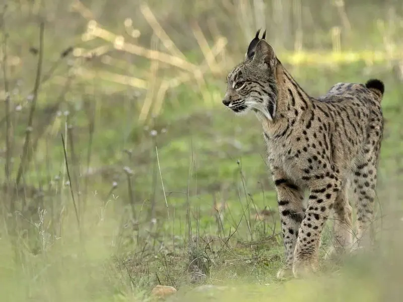Liberación de linces en Cuenca refuerza población de lince ibérico en España