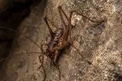 Descubren un grillo cavernícola desconocido en una isla griega