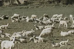 Extremadura extiende el pastoreo ovino para prevenir incendios forestales