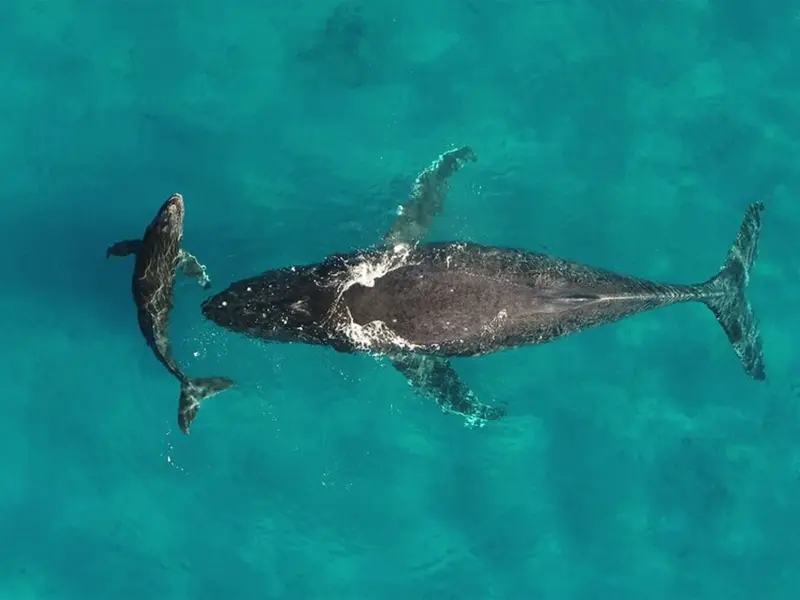 El ruido de la guerra en Ormuz amenaza a las ballenas y su ecosistema marino