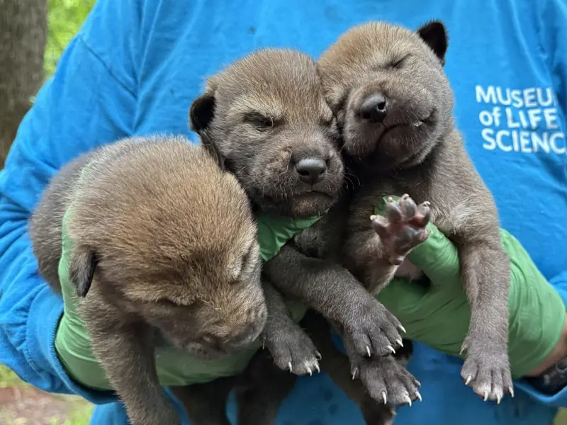 Nacen cinco cachorros de lobo rojo, especie en peligro crítico de extinción
