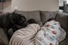 El Cane Corso que ama y cuida a sus pequeños dueños en casa