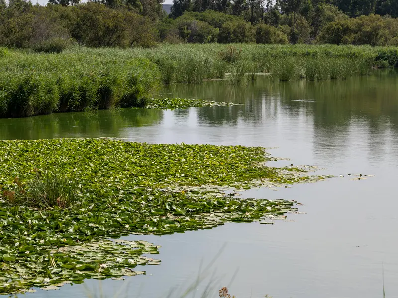 Nuevo proyecto de restauración ambiental para la Laguna de Las Madres en Huelva
