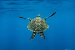39 tortugas marinas regresan al mar en Palma de Mallorca como símbolo de esperanza