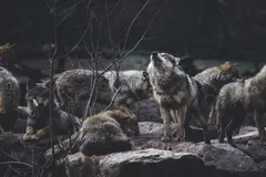 Nueva fase judicial para la protección del lobo en Galicia