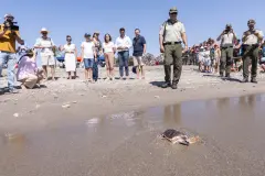 Liberan 27 tortugas bobas en Mojácar tras un año de cuidado en cautividad
