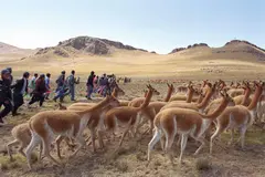 Perú utiliza inteligencia artificial para proteger a la vicuña de la caza furtiva