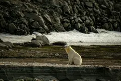 Detecta gripe aviar en oso polar en Noruega: primera vez en Europa