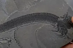 Fósiles en China revelan una evolución animal anterior a lo pensado