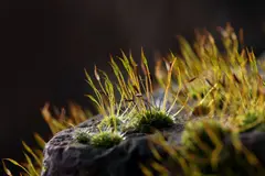 Musgos regulan la pérdida de agua, desafiando teorías sobre fisiología vegetal