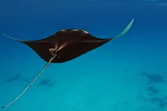Las rayas del Mediterráneo balear muestran señal de recuperación histórica