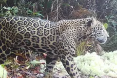 El inesperado avistamiento de un jaguar de las nubes en Honduras después de una década