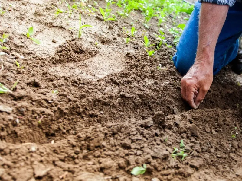 La aprobación de las NGT en Europa reaviva el debate sobre la agricultura sostenible