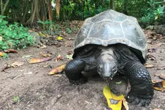 Reintroducción de tortugas en Seychelles recupera procesos ecológicos en 6 meses