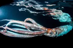 Estudio revela la evolución de calamares y sepias tras extinciones masivas