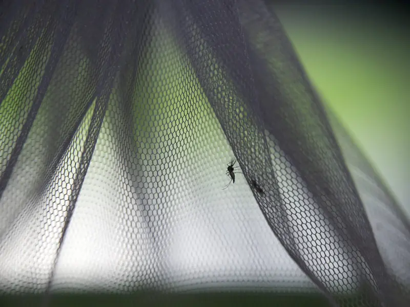 El calor y las lluvias aceleran la llegada de mosquitos en España