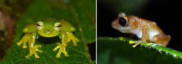 La Planada en Colombia pierde el 67% de sus especies de anfibios en 35 años
