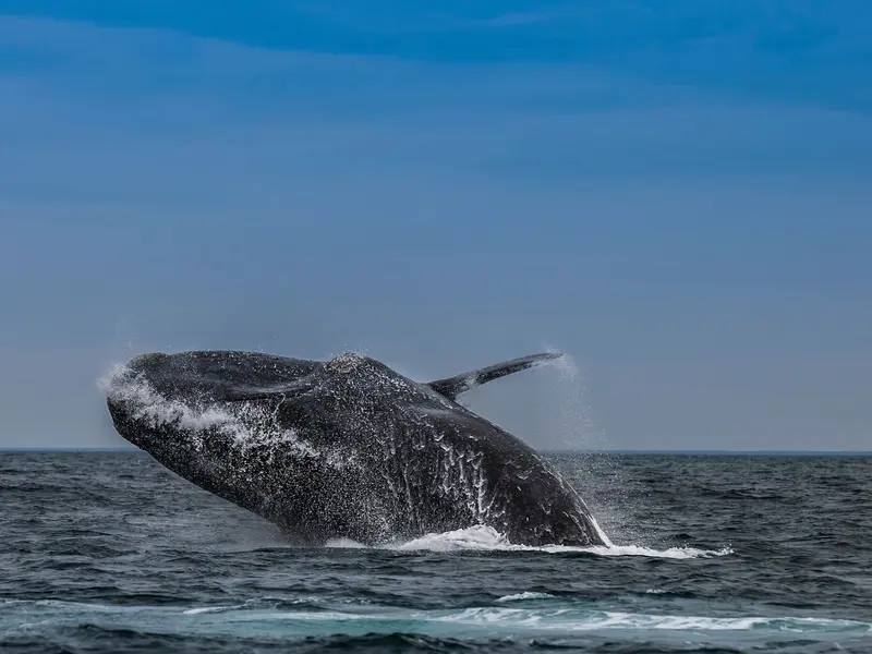 Las heces de ballenas, clave para la fertilización de océanos