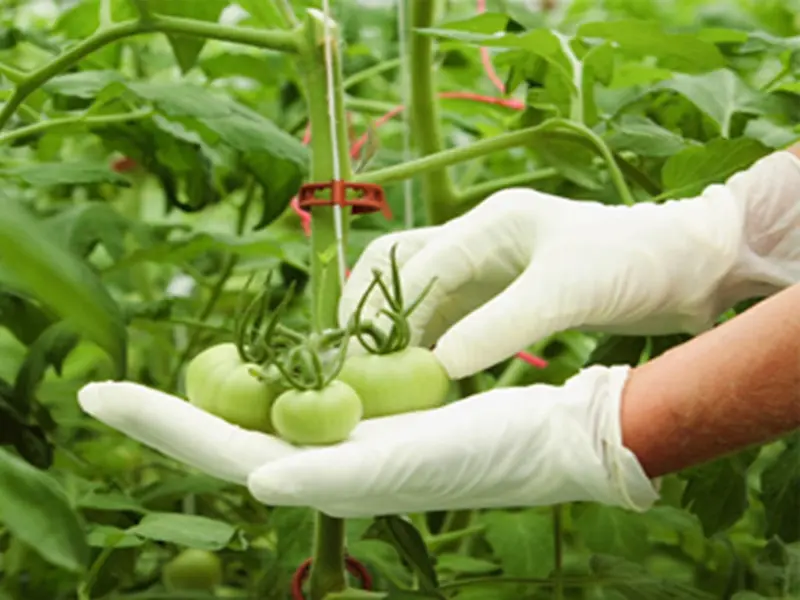 El Día Internacional de la Sanidad Vegetal 2026 y su impacto en la seguridad alimentaria global