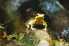 Un cuarto de los anfibios en España enfrenta amenazas por enfermedades y sequías