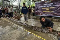 Rescatan en Indonesia a la serpiente más larga del mundo: implicaciones ecológicas