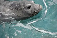 Estreno de 'La odisea de la foca monje', un documental sobre su conservación