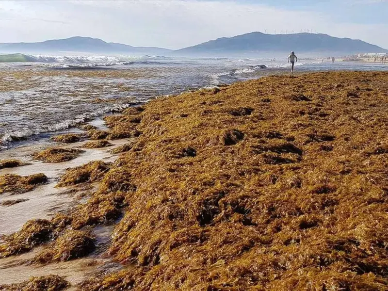 Algas invasoras en Cádiz podrían convertirse en biogás y compostaje