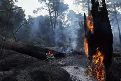 Incendios forestales en España: el impacto del cambio climático y la salud materno-infantil