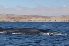 Las ballenas azules regresan al Atlántico tras 40 años de caza comercial