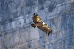 Corredores ecológicos: clave para la supervivencia del quebrantahuesos en España